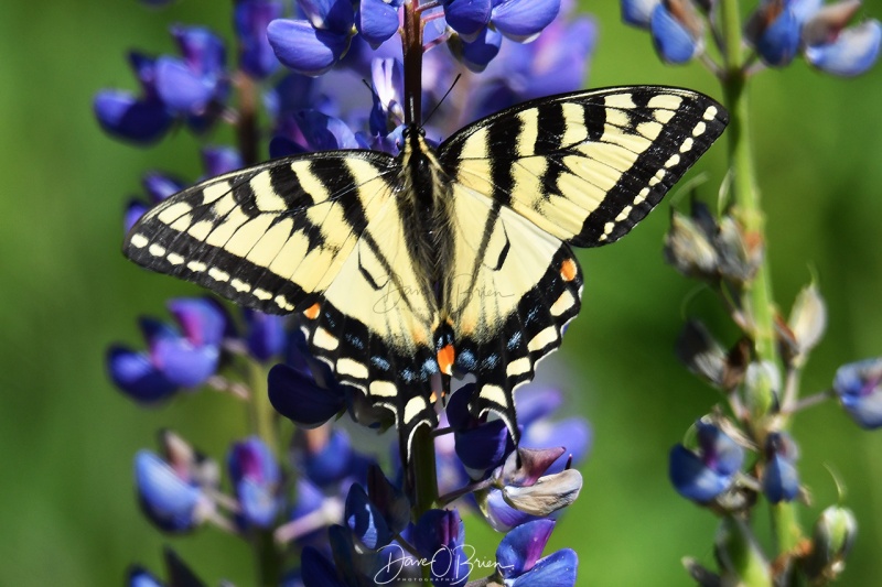 Monarch Butterfly
Butterfly on a Lupine in Sugar Hill
6/12/2020
