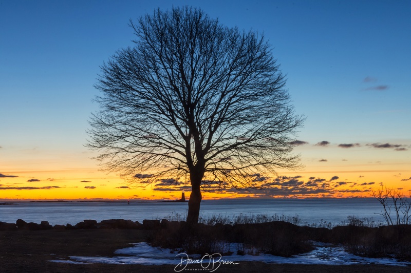 New Castle Commons tree
1/25/19
