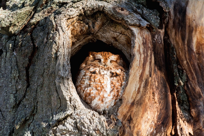 Screech Owl 1/3/18
