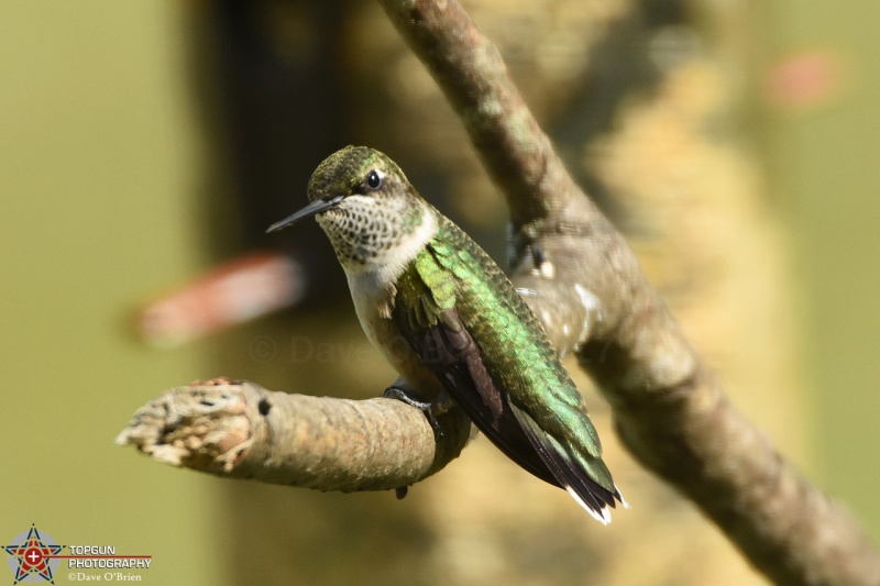 Ruby Throated Hummingbird 8/25/17
