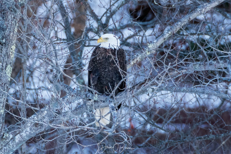 Bald Eagle, Rollinsford NH 1/6/18
