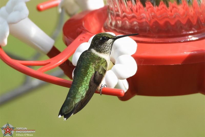 Ruby Throated Hummingbird 8/25/17
