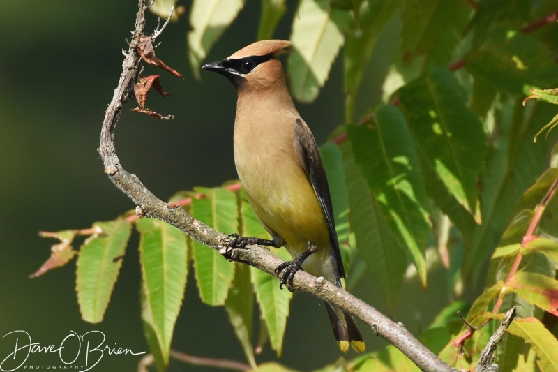 Cedar Waxwing 8/26/18
