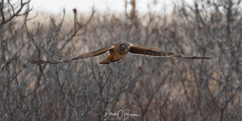 Female Northern Harrier
Salisbury State Park, MA
1/25/19
