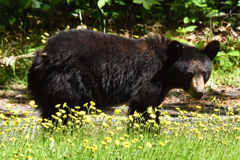 Black Bear
A young Black bear comes out of the woods looking for something to eat.
Sugar Hill NH
6/12/2020
