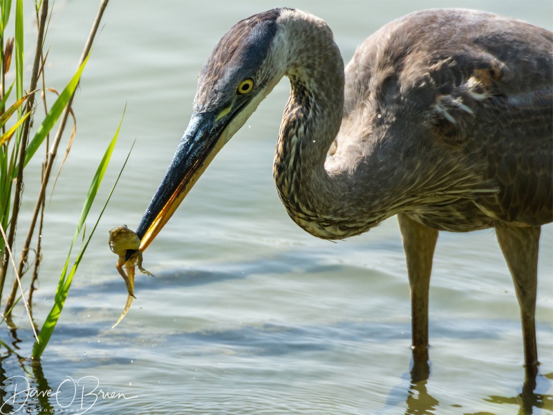 Pickering Ponds - Great Blue Heron 8/26/18
