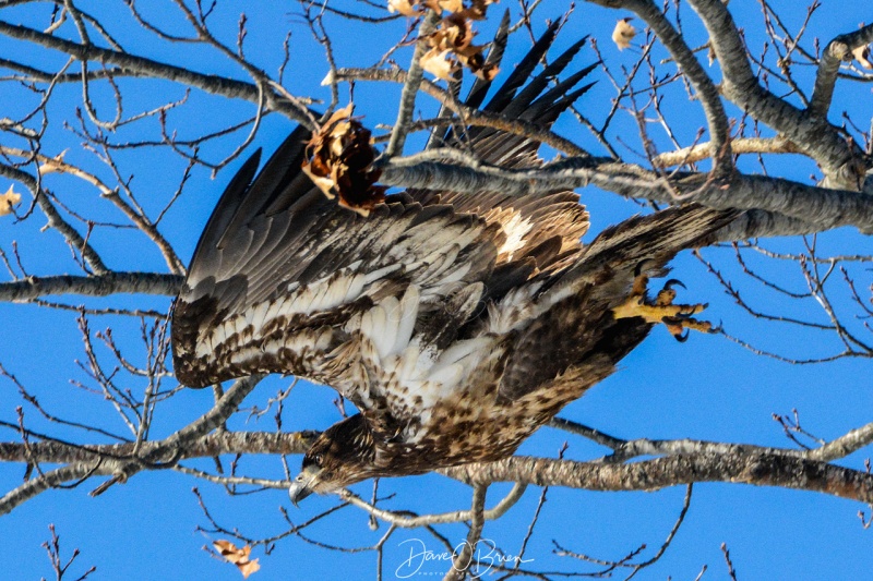 Immature Bald Eagle Durham NH 1/8/18
