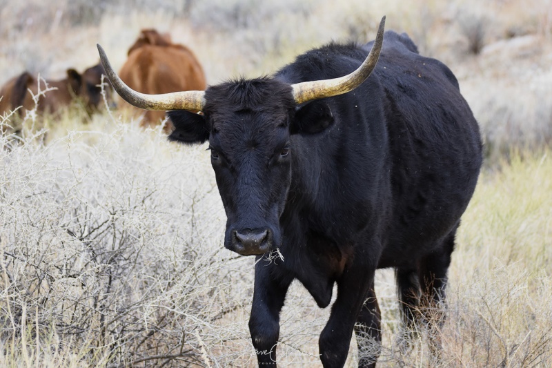 had to stop for this big fella on our way to the Grand Canyon. 3/10/18
