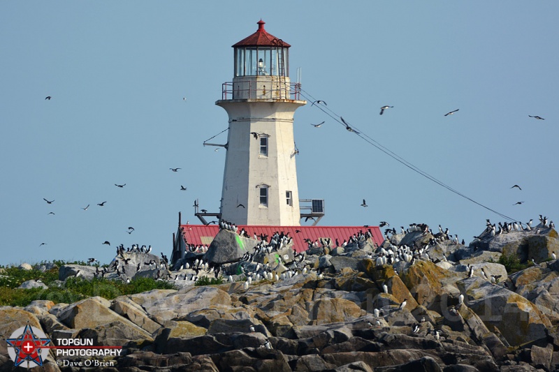 Machias Seal Island, Cutler, ME
