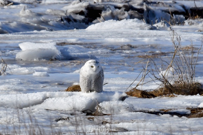 Snowy Owl
just resting on the ice
12/11/2020
