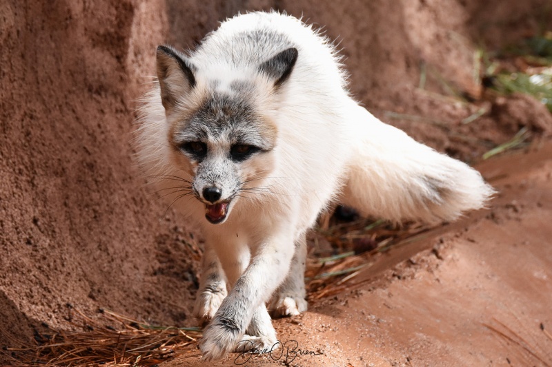 Arctic Fox at Bearazona 3/11/18
