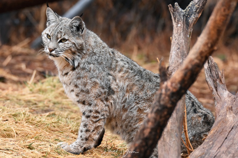 Bob Cat at Bearazona 3/11/18
