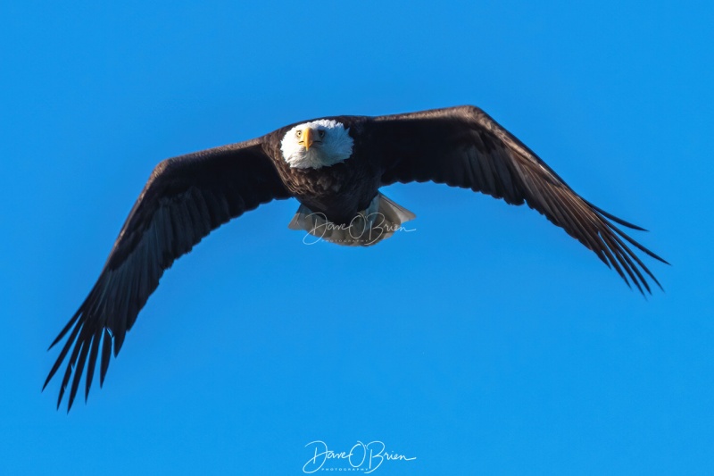 York Eagle
flying out to it's mate who has breakfast
2/19/2020
