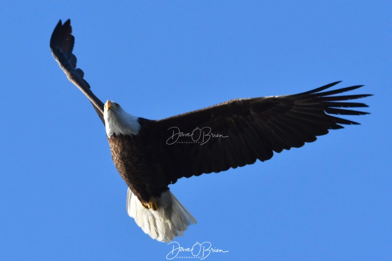 York Eagle
flying out to it's mate who has breakfast
2/19/2020

