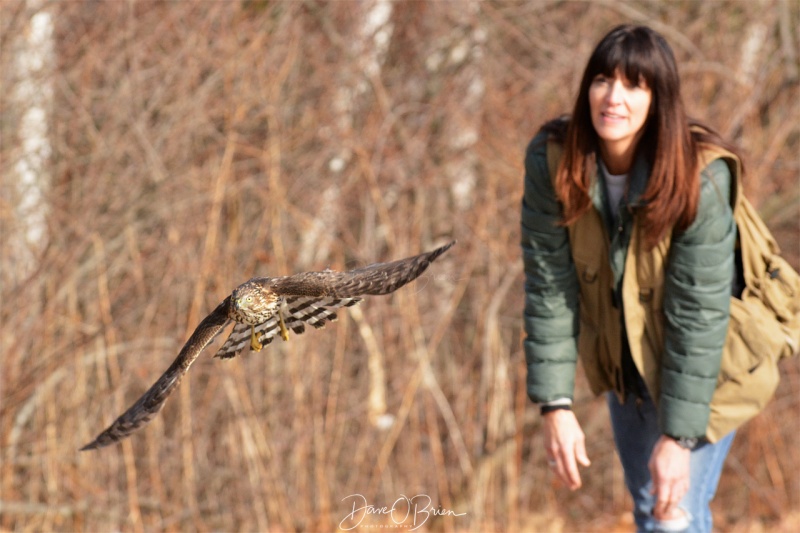 Here she releases a Coopers Hawk 2-3-18
