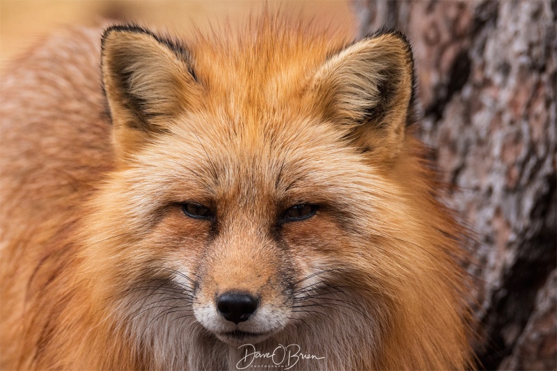 Red Fox at Bearazona 3/11/18
