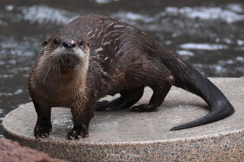 River Otter at Bearazona 3/11/18
