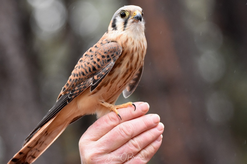 American Kestrel 3/11/18
part of the Raptor display at Bearazona
