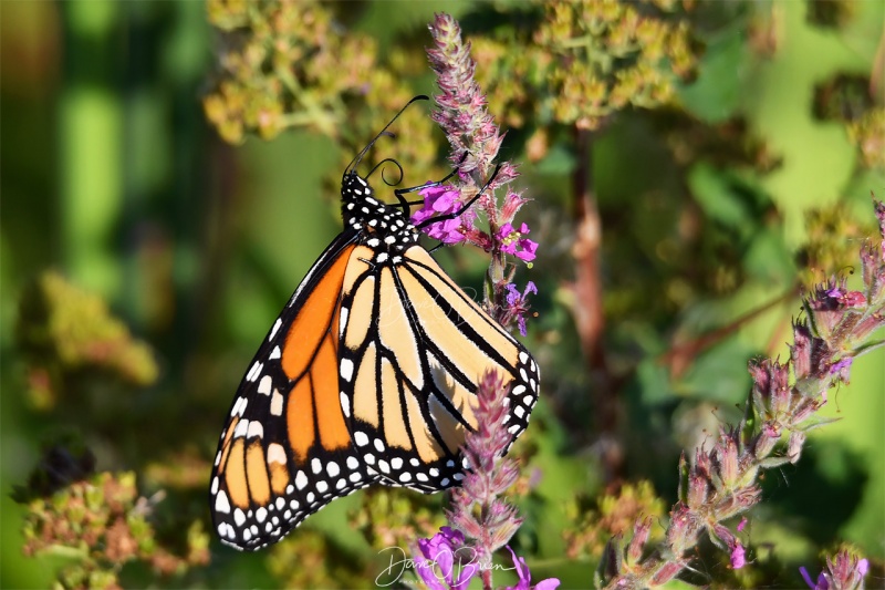 Monarch Butterfly
Rye, NH 
8/30/19
