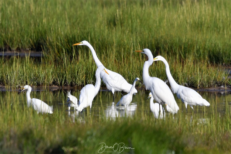 Great Egrets and Little Egrets
Sharing a tidal marsh for breakfast
Rye, NH 
8/30/19

