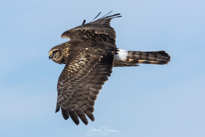 Female Northern Harrier
Plum Island, MA
2/1/19
