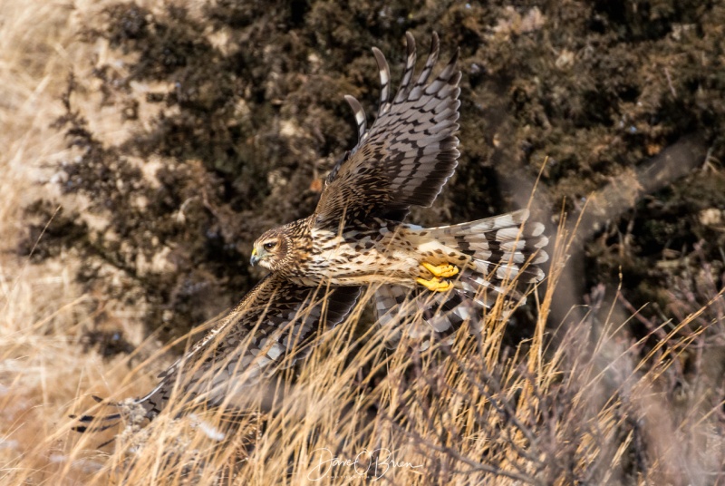 Female Northern Harrier
Plum Island, MA
2/1/19
