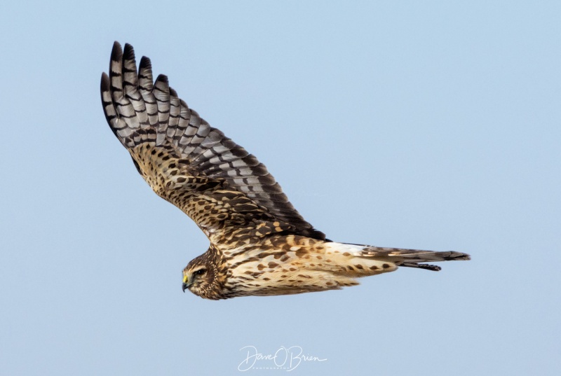 Female Northern Harrier
Plum Island, MA
2/1/19
