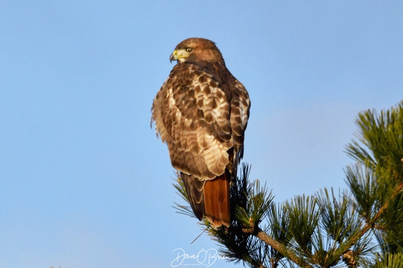 Red Tail Hawk
Salisbury State Park
12/24/2020
