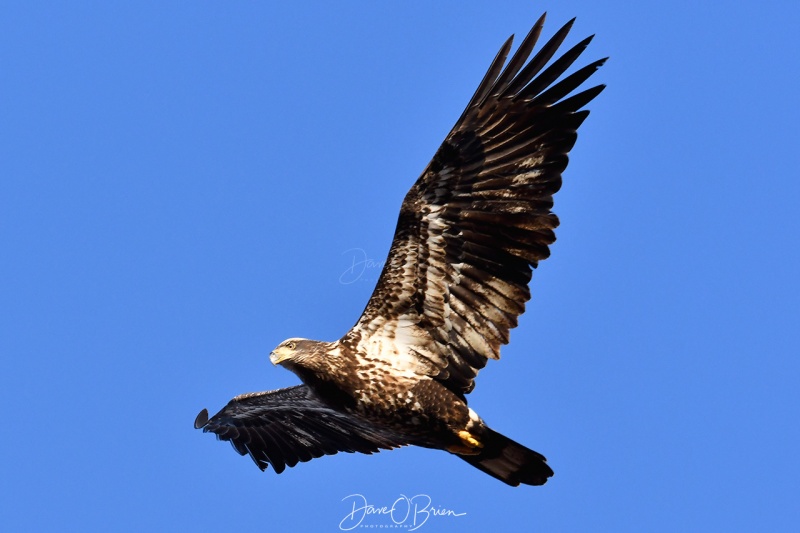 Immature Bald Eagle
Plum Island
12/26/2020
