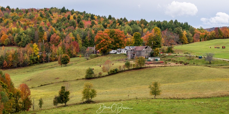 Vt Foliage 2020
Reading, Vt
10/4/2020
