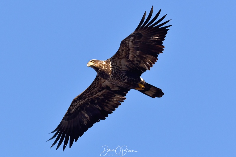 Immature Bald Eagle
Plum Island
12/26/2020
