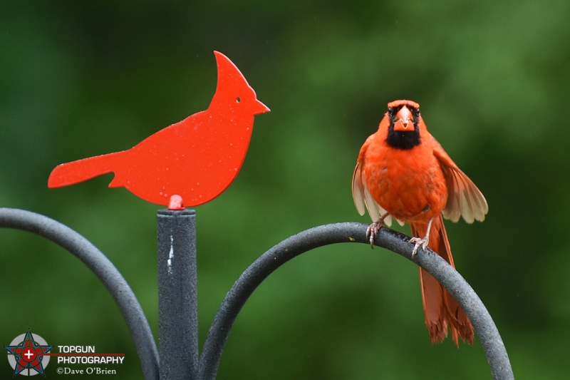Male Cardinal
