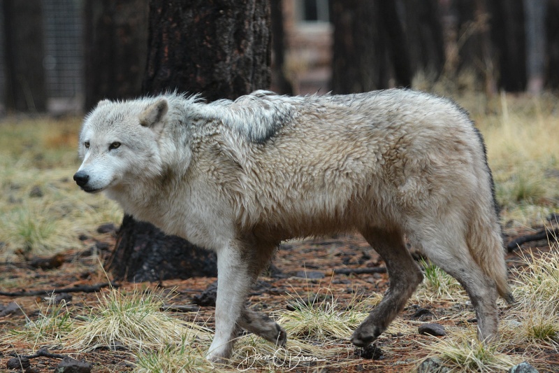 Alaskan Tundra Wolf at Bearazona 3/11/18
