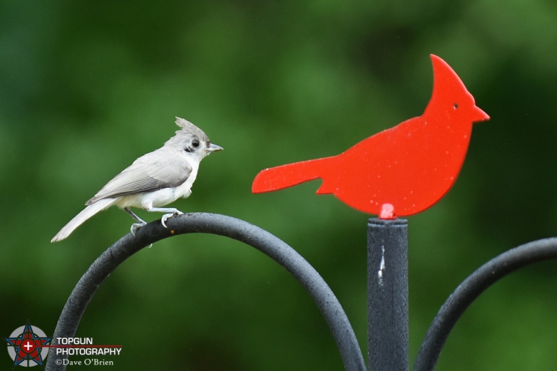 Tufted Titmouse
