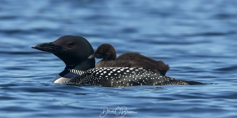 Bow Lake Loons
New chick catches a ride on Mom 
6/18/2020
