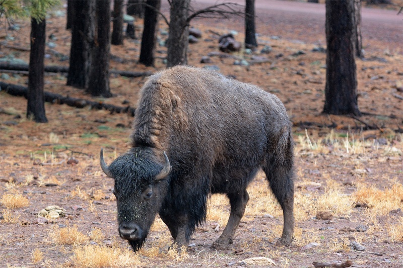 Bison at Bearazona 3/11/18
