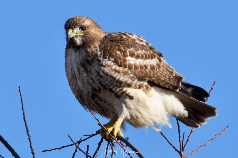 Red Tail Hawk
Plum Island
12/26/2020
