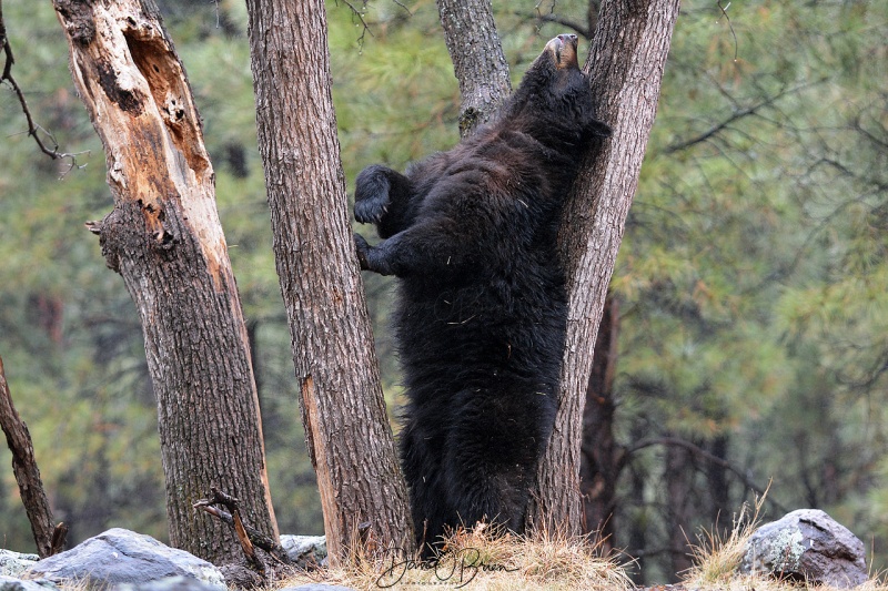 Black Bear trying to stop an itch at Bearazona 3/11/18
