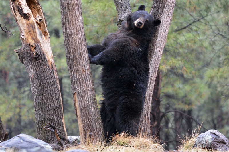 Black Bear trying to stop an itch at Bearazona 3/11/18
