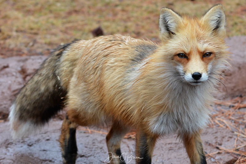 Red Fox at Bearazona 3/11/18
