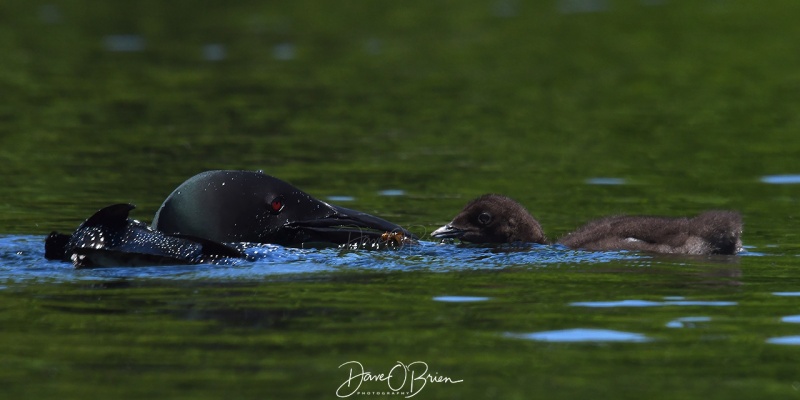 Feeding time on Bow Lake
One of the parents comes back to the chick with some dinner.
6/18/2020
