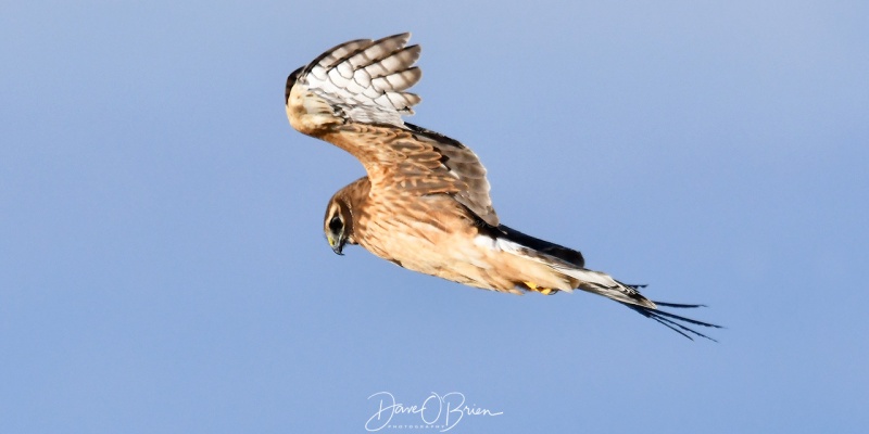 Northern Harrier
Salisbury State Park
12/26/2020
