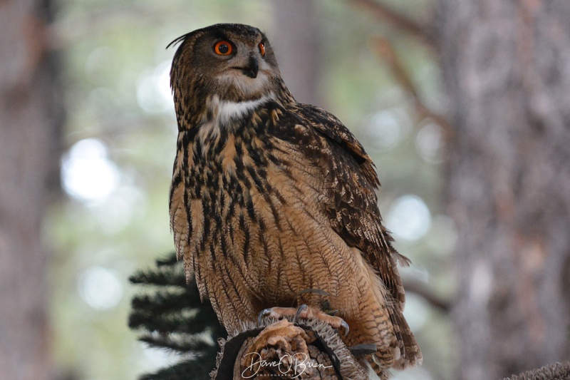 Eurasian Eagle Owl 3/11/18
part of the Raptor display at Bearazona
