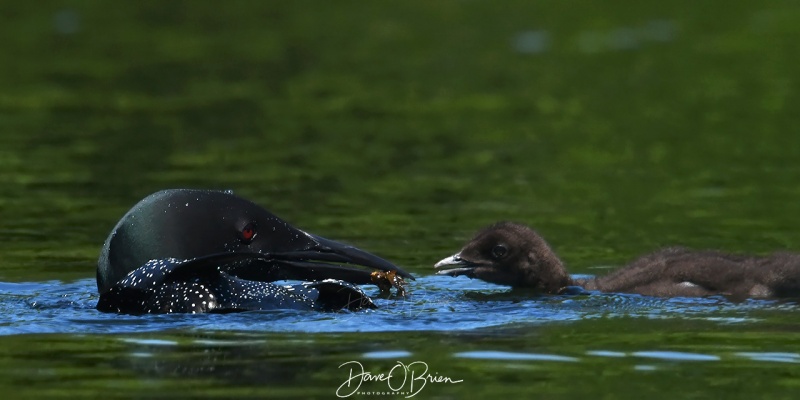 Feeding time
Dad loon comes back with a snack for Jr.
6/18/2020
