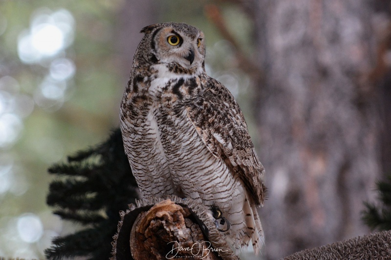 Short Eared Owl looking for it's next treat 3/11/18
part of the Raptor display at Bearazona
