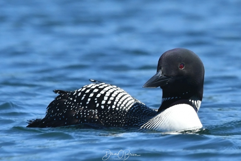 Baxter Lake Loons
This pair of loons lost their chick due to a flooding storm.
6/19/200
