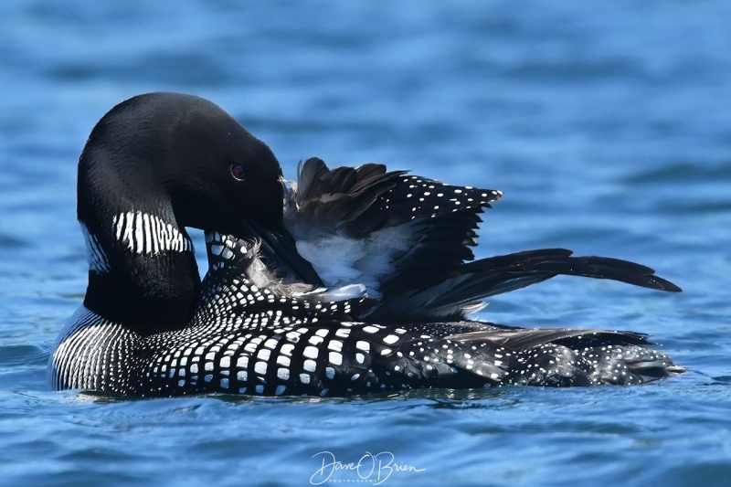 Baxter Lake Loons
Mom keeps her feathers clean
6/19/2020
