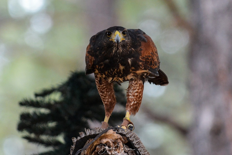 Harris Hawk 3/11/18
part of the Raptor display at Bearazona
