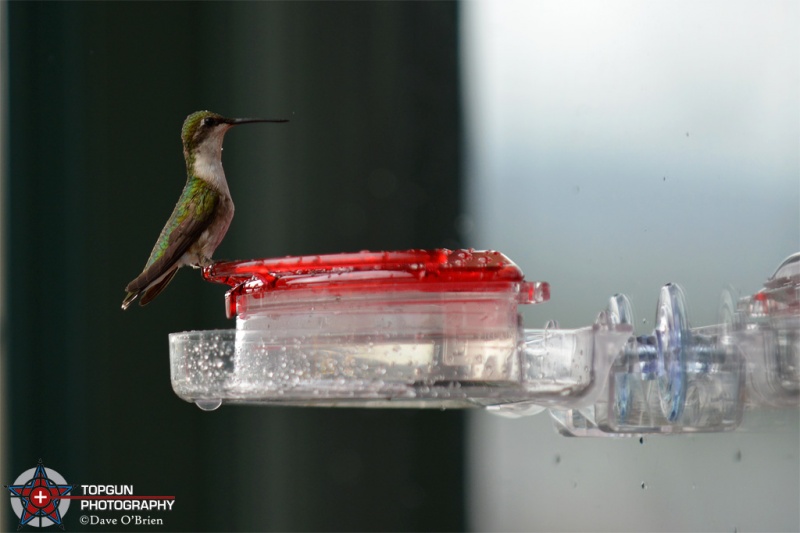 Humming Bird, Mt Washington, NH
