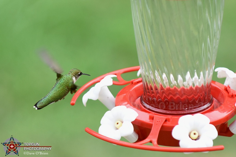 Hummingbird
